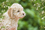 Lagotto Romagnolo Welpe Portrait