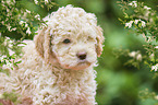 Lagotto Romagnolo Welpe Portrait