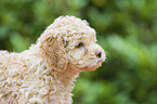 Lagotto Romagnolo Welpe Portrait