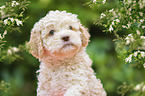 Lagotto Romagnolo Welpe Portrait