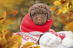 Lagotto Romagnolo Welpe Portrait