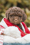 Lagotto Romagnolo Welpe Portrait