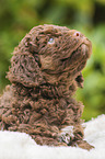 Lagotto Romagnolo Welpe