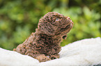 Lagotto Romagnolo Welpe