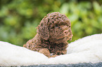 Lagotto Romagnolo Welpe