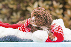 Lagotto Romagnolo Welpe