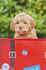 Lagotto Romagnolo Welpe Portrait