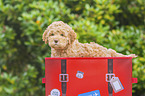 Lagotto Romagnolo Welpe