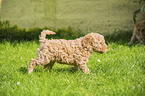 laufender Lagotto Romagnolo Welpe