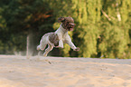 rennender Lagotto Romagnolo