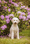 sitzender Lagotto Romagnolo