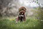 sitzender Lagotto Romagnolo