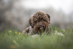 liegender Lagotto Romagnolo