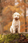 junger Lagotto Romagnolo