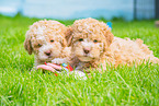 Lagotto Romagnolo Welpen