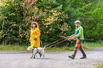 Lagotto Romagnolo beim Zughundesport