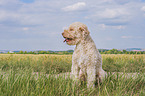 Lagotto Romagnolo Rde