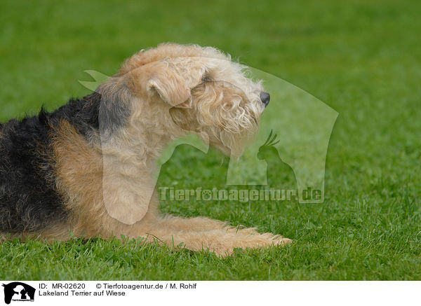 Lakeland Terrier auf Wiese / Lakeland Terrier on meadow / MR-02620