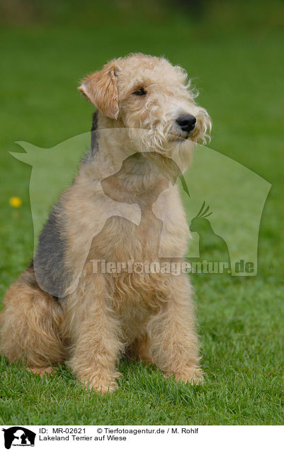 Lakeland Terrier auf Wiese / Lakeland Terrier on meadow / MR-02621