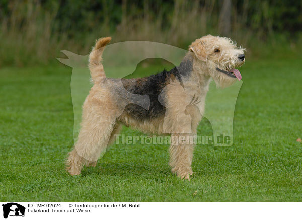 Lakeland Terrier auf Wiese / Lakeland Terrier on meadow / MR-02624