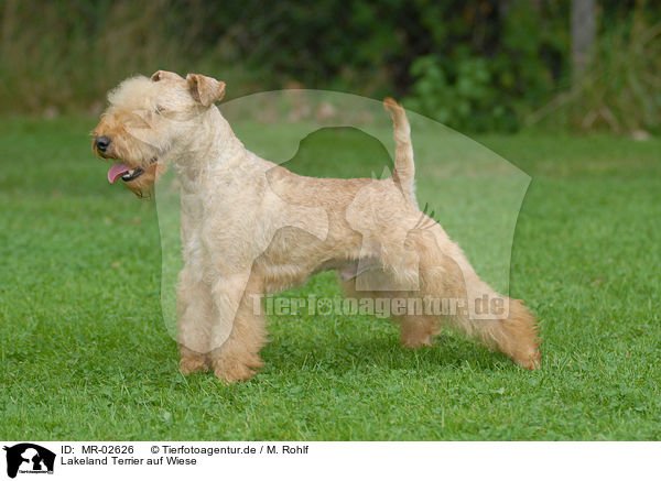 Lakeland Terrier auf Wiese / Lakeland Terrier on meadow / MR-02626