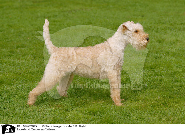 Lakeland Terrier auf Wiese / Lakeland Terrier on meadow / MR-02627