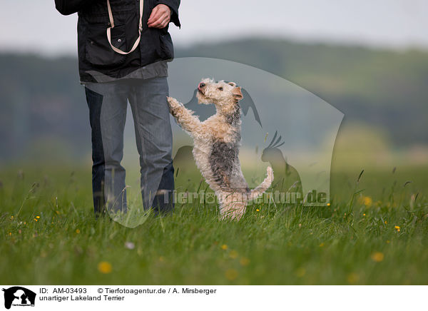 unartiger Lakeland Terrier / Lakeland Terrier / AM-03493