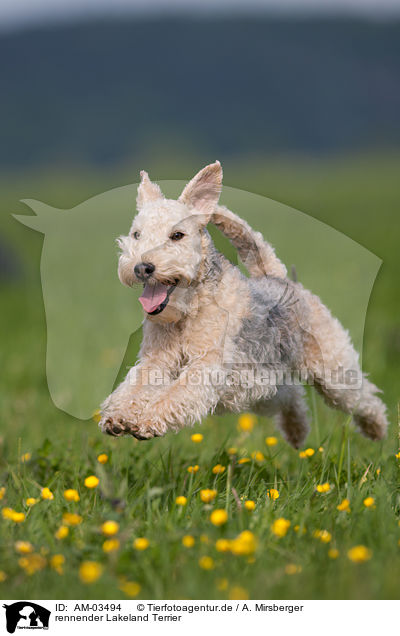 rennender Lakeland Terrier / running Lakeland Terrier / AM-03494