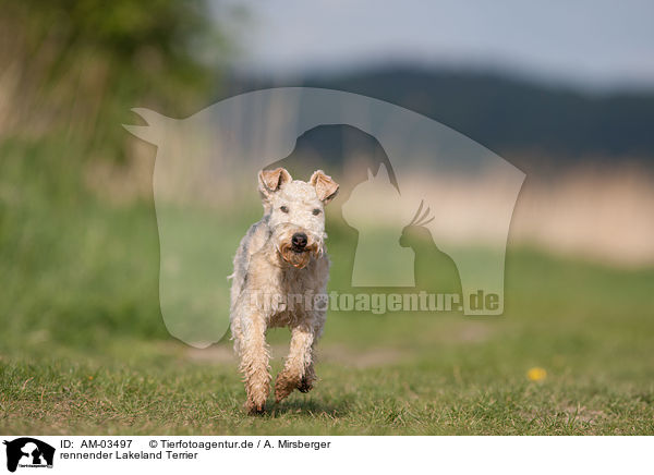 rennender Lakeland Terrier / AM-03497