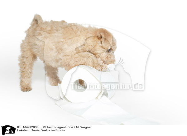 Lakeland Terrier Welpe im Studio / MW-12936