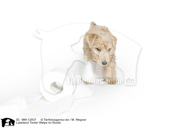 Lakeland Terrier Welpe im Studio / Lakeland Terrier puppy in the studio / MW-12937