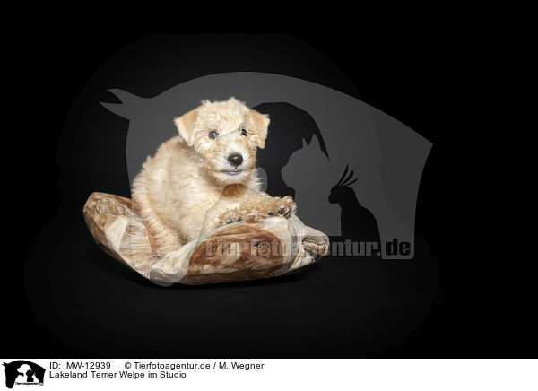Lakeland Terrier Welpe im Studio / MW-12939