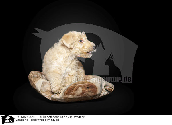 Lakeland Terrier Welpe im Studio / MW-12940