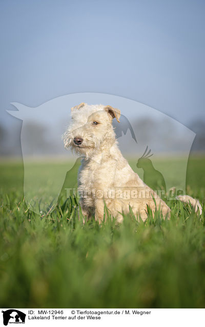Lakeland Terrier auf der Wiese / MW-12946
