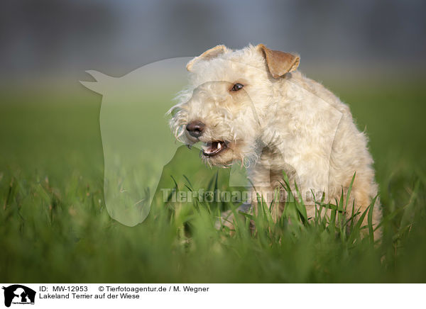 Lakeland Terrier auf der Wiese / MW-12953