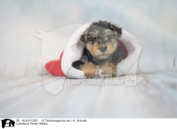 Lakeland Terrier Welpe / Lakeland Terrier Puppy / ALS-01250