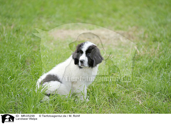 Landseer Welpe / Landseer Puppy / MR-05298