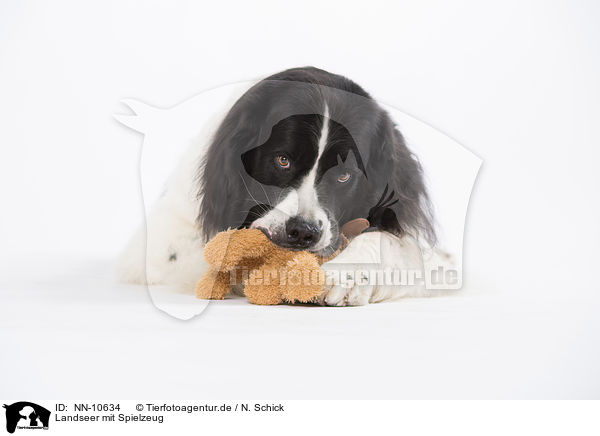 Landseer mit Spielzeug / Landseer with toy / NN-10634