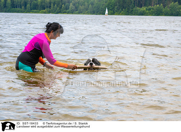 Landseer wird ausgebildet zum Wasserrettungshund / Landseer is trained as a water rescue dog / SST-18433