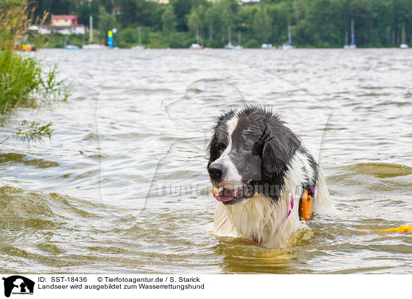 Landseer wird ausgebildet zum Wasserrettungshund / Landseer is trained as a water rescue dog / SST-18436