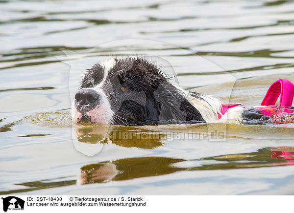 Landseer wird ausgebildet zum Wasserrettungshund / Landseer is trained as a water rescue dog / SST-18438