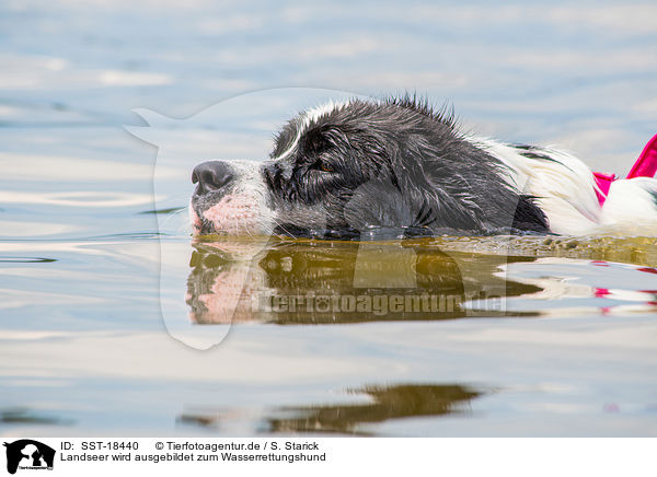 Landseer wird ausgebildet zum Wasserrettungshund / Landseer is trained as a water rescue dog / SST-18440