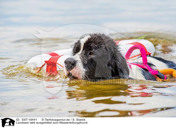 Landseer wird ausgebildet zum Wasserrettungshund / Landseer is trained as a water rescue dog / SST-18441