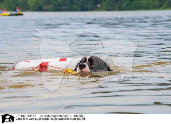 Landseer wird ausgebildet zum Wasserrettungshund / Landseer is trained as a water rescue dog / SST-18442