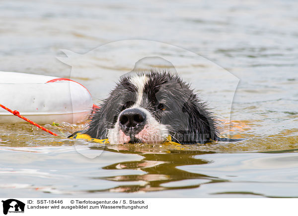 Landseer wird ausgebildet zum Wasserrettungshund / Landseer is trained as a water rescue dog / SST-18446