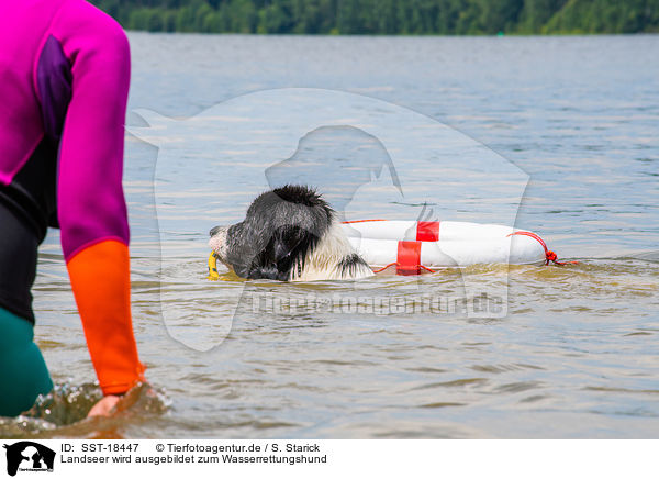Landseer wird ausgebildet zum Wasserrettungshund / Landseer is trained as a water rescue dog / SST-18447