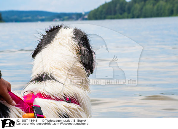 Landseer wird ausgebildet zum Wasserrettungshund / Landseer is trained as a water rescue dog / SST-18448