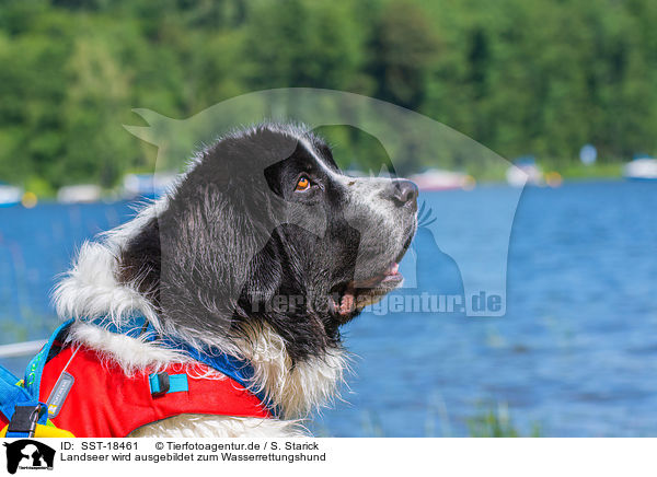 Landseer wird ausgebildet zum Wasserrettungshund / Landseer is trained as a water rescue dog / SST-18461