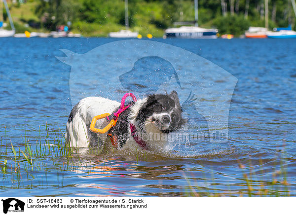 Landseer wird ausgebildet zum Wasserrettungshund / Landseer is trained as a water rescue dog / SST-18463