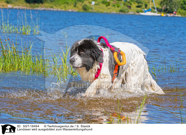 Landseer wird ausgebildet zum Wasserrettungshund / Landseer is trained as a water rescue dog / SST-18464